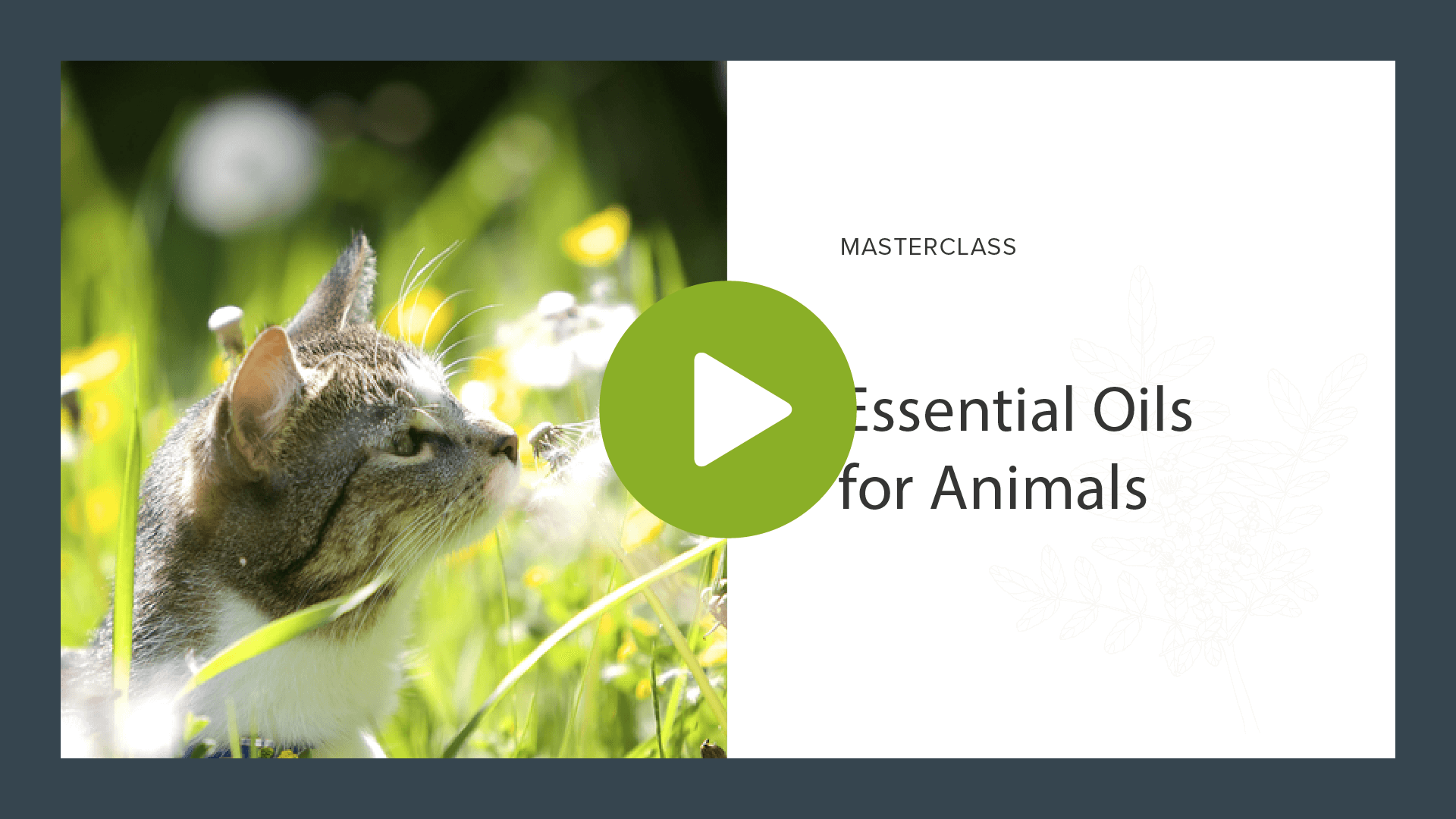 Essential Oils for Animals The School of Aromatic Studies