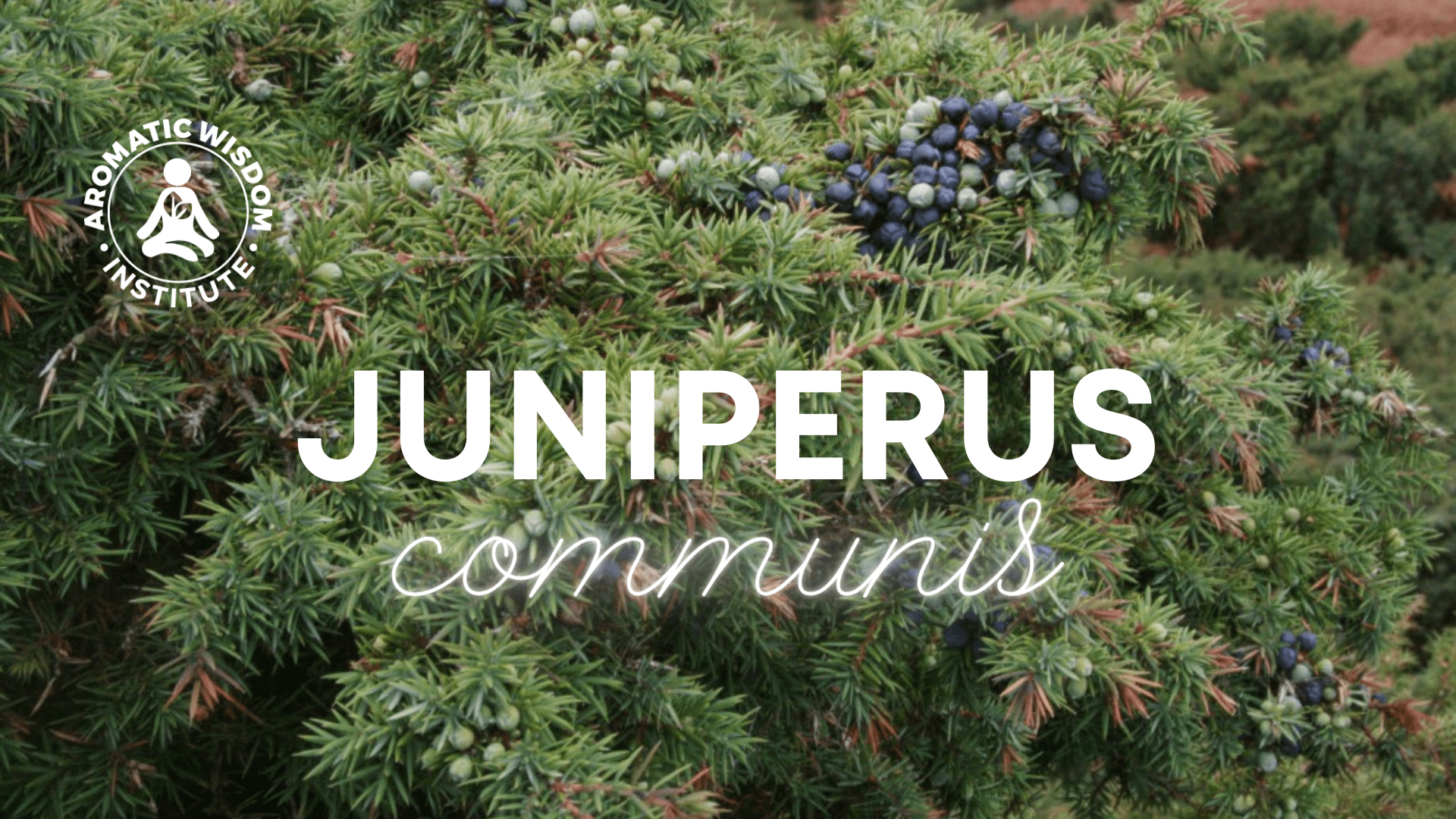 Fragrant Friday Juniper Berry (Juniperus communis) Essential Oil