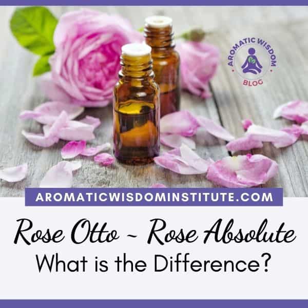 What is the Difference Between Rose Otto Essential Oil and Rose