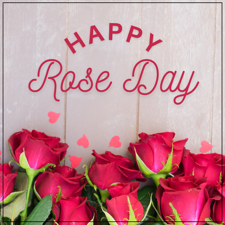 Rose day images 2023 Happy Rose Day images wishes Download