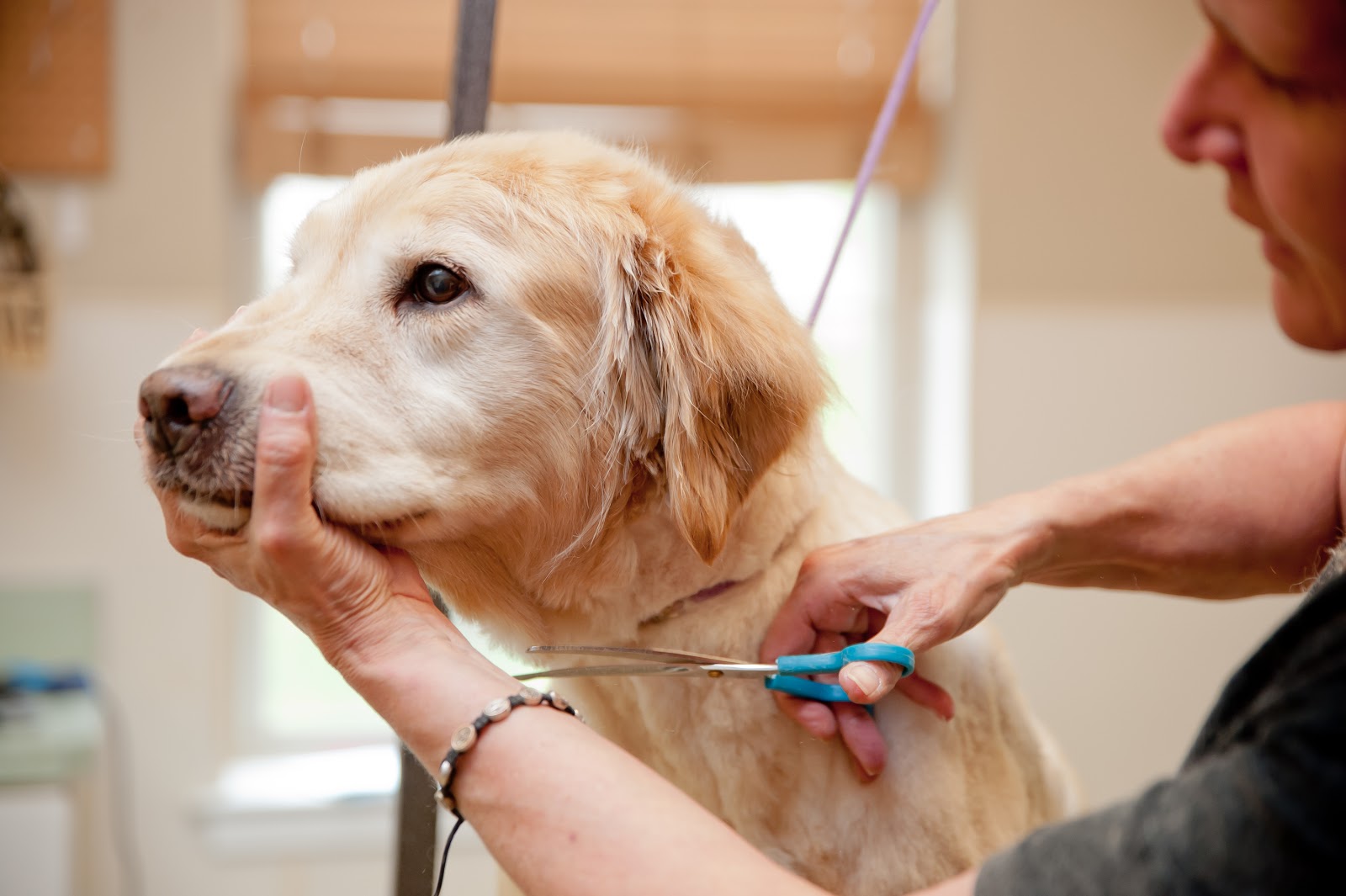 Dog Grooming Dog Boarding Dog Walkers Pet Sitting Pet Stores