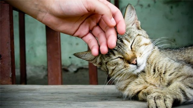 Кошки любят когда их гладят. Приятно ли кошке, когда её гладят? Почему котам нравится поглаживание