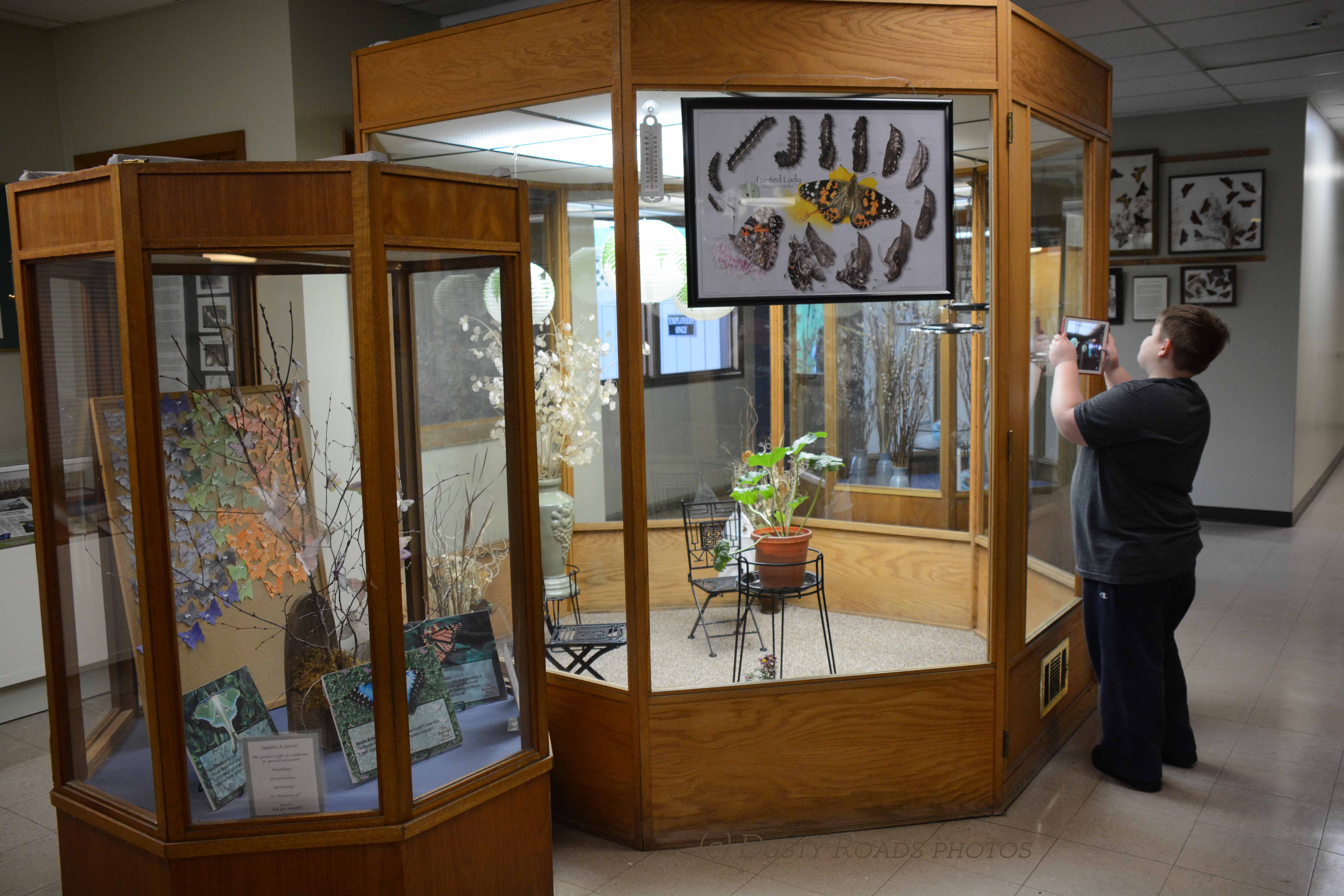 The Butterflies of Westford arounddustyroads