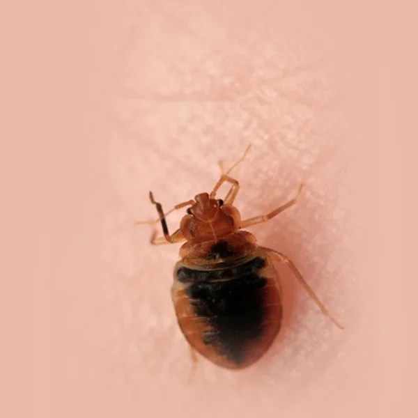 Top Rated Bed Bugs Control Company In GTA AR Pest Control