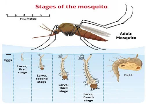 Insect Bites Control Milton, Mississauga, Brampton, Toronto & the GTA