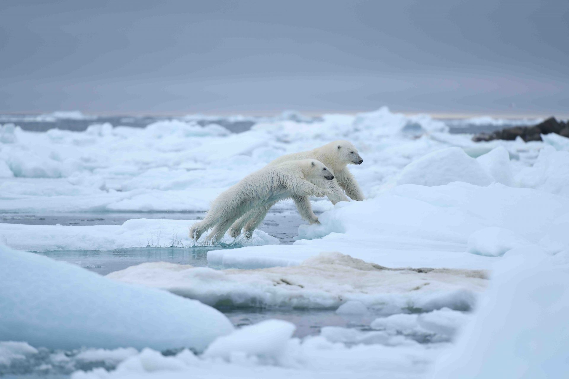 Expeditionskreuzfahrt FranzJosefLand ARR Reisen Natur.Kultur.Foto