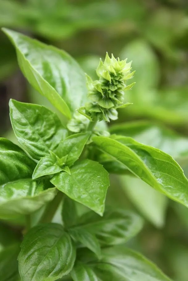 15 Plants to Keep Mosquitoes Away • Arrest A Pest™
