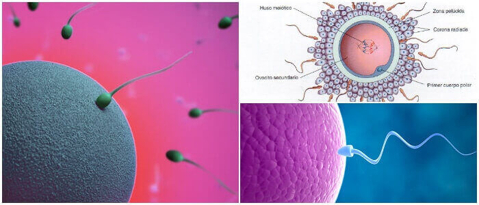 Ovocito Función, Oogénesis, Estructura, Fertilidad y Anormalidades
