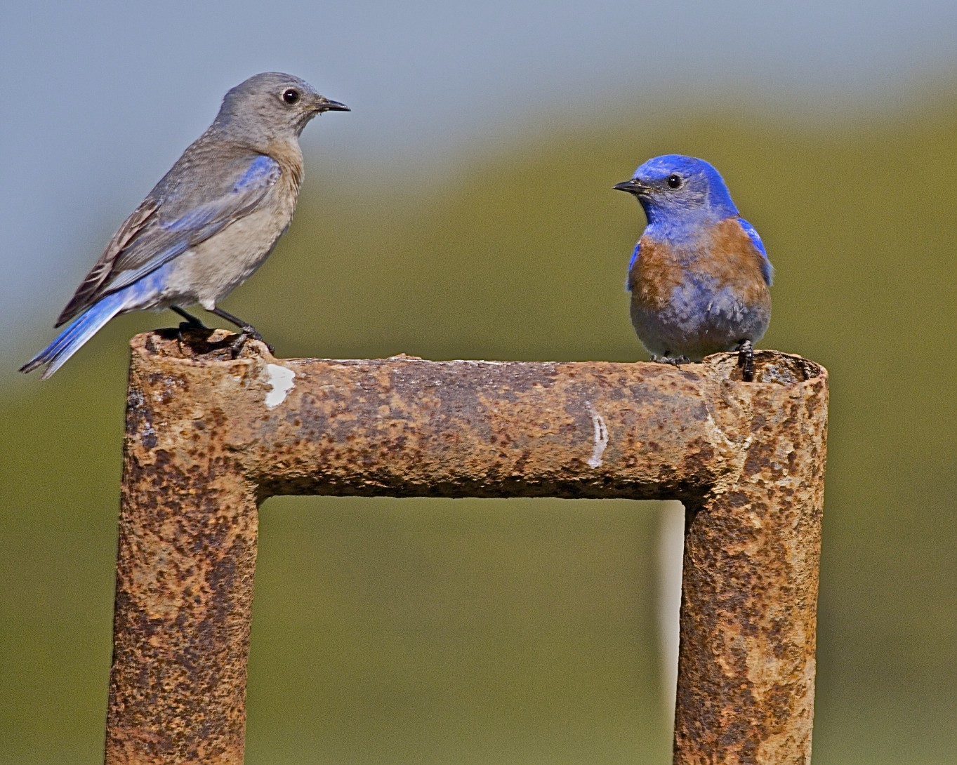 Charlie's Corner Enjoying the Ranch's Wildlife Arriba Vista Ranch