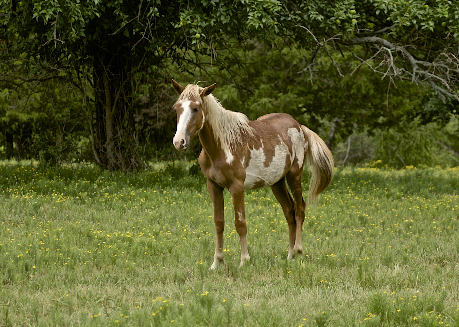 Charlie's Corner The Choctaw Ponies Arriba Vista Ranch