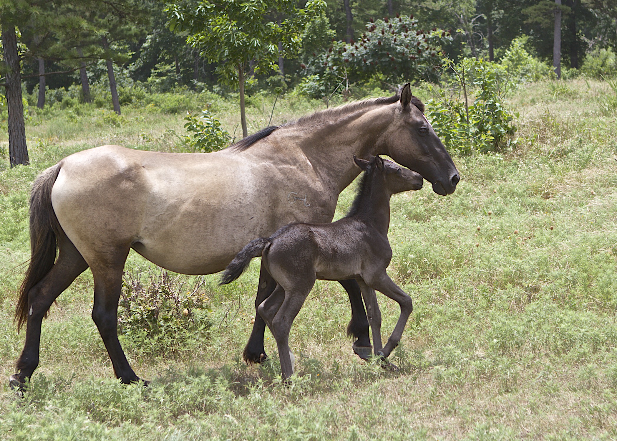 Charlie's Corner The Choctaw Ponies Arriba Vista Ranch