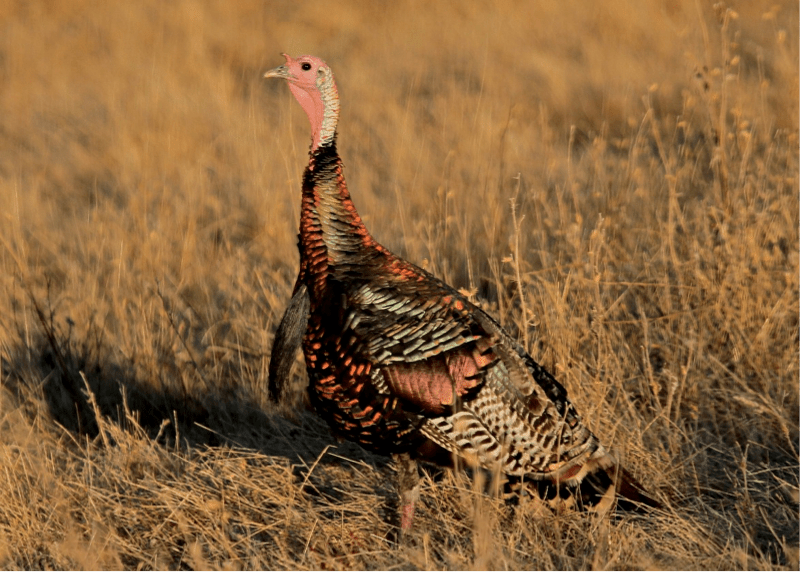 Gobble, Gobble! Arriba Vista Ranch