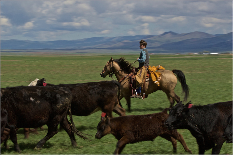 Cattle Drive by Charlie Hernandez Arriba Vista Ranch