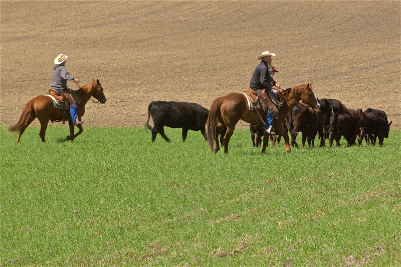 Cattle Drive by Charlie Hernandez Arriba Vista Ranch