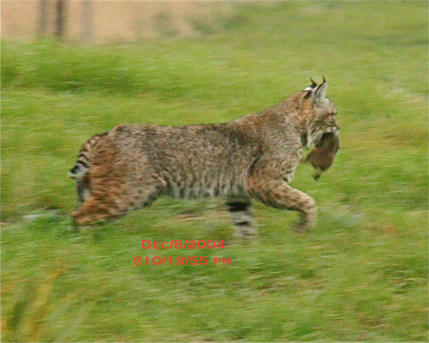 Bobcats at Arriba Vista Arriba Vista Ranch
