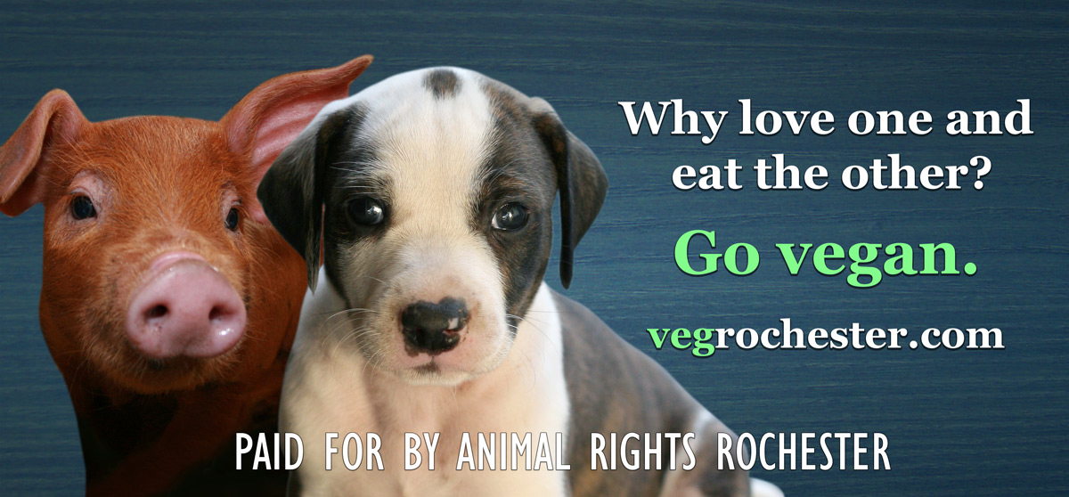 Vegan Billboard! Animal Rights Rochester