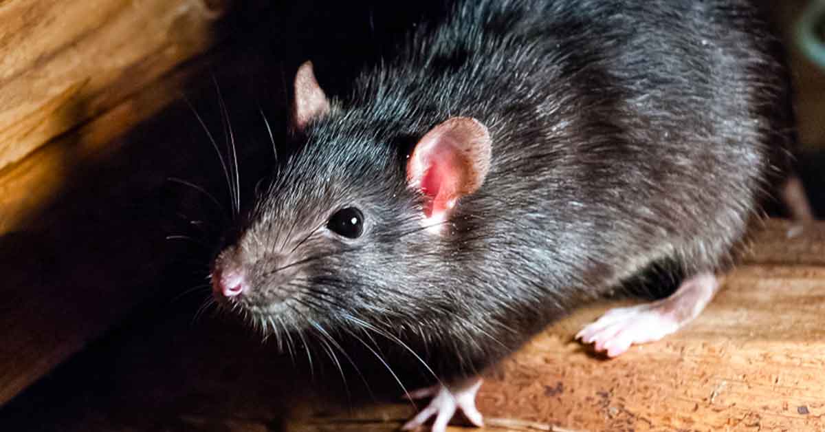 Taming "Rat Explosion" & Infestations Arrow Exterminating