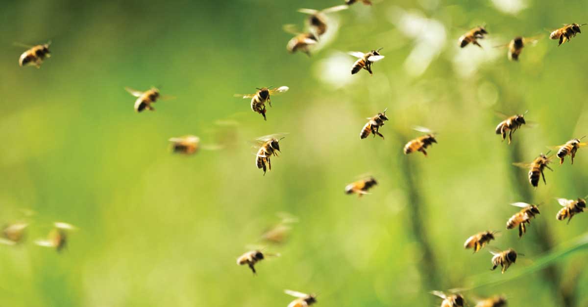 Why Did a Man Find 15,000 Bees in His Car? Arrow Exterminating