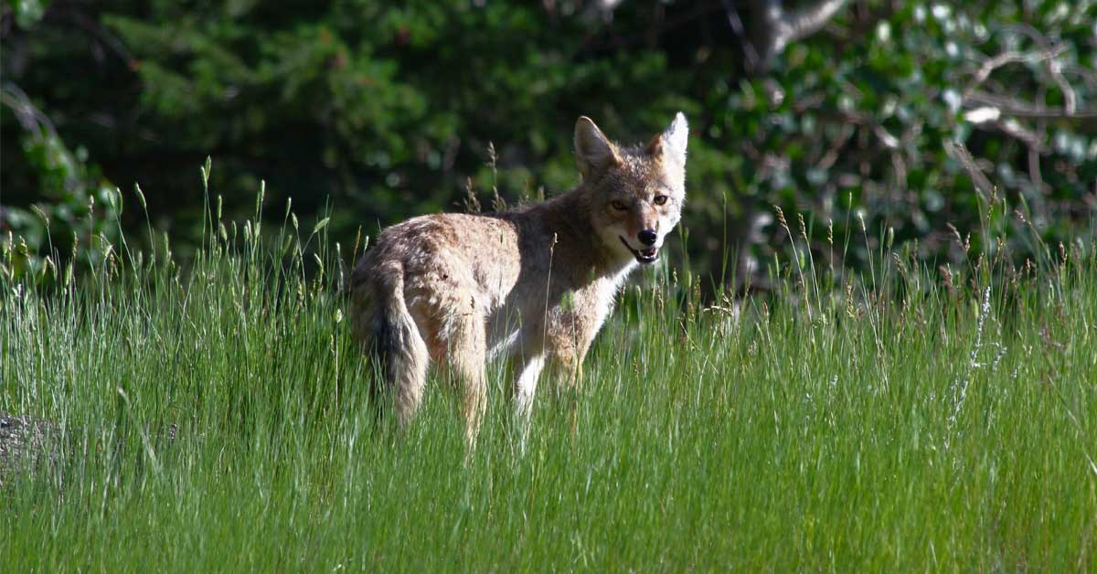 Are Coyotes on Long Island? Arrow Exterminating