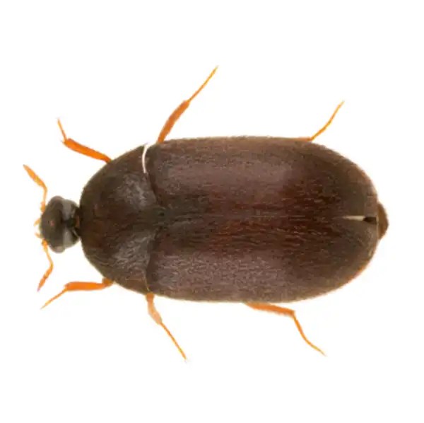 Black Carpet Beetle Identification & Info Arrow Exterminating Company