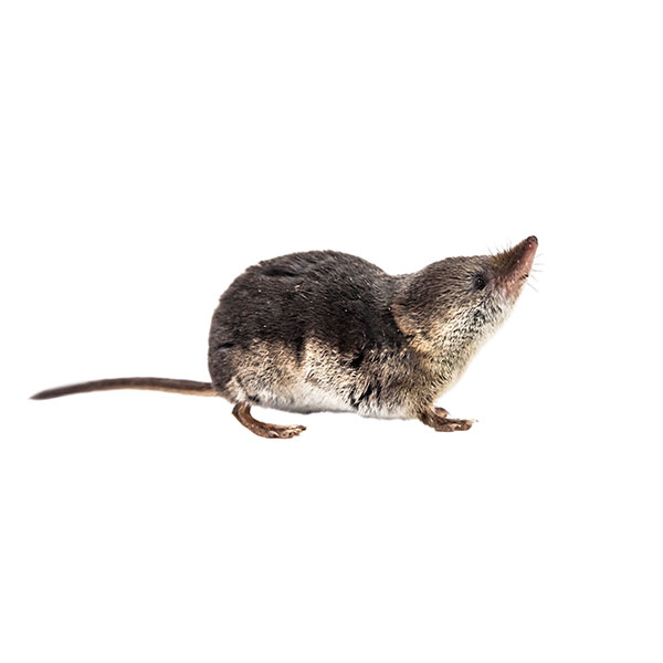 Shrew Identification & Info Arrow Exterminating Company, Inc. Pest