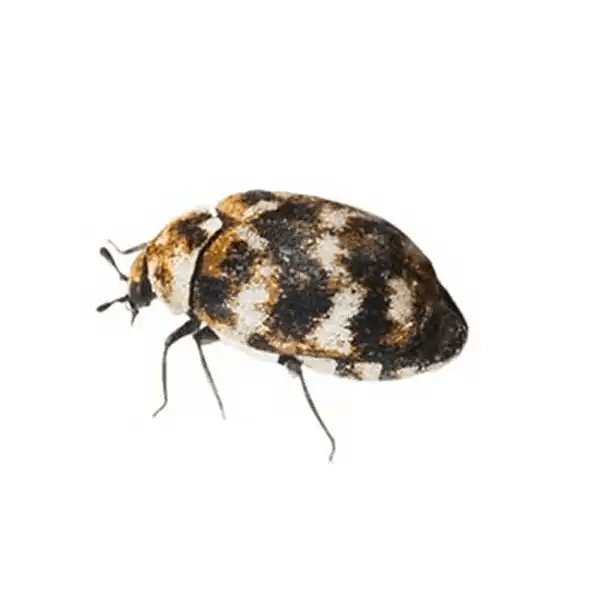 Varied Carpet Beetle Identification & Info Arrow Exterminating