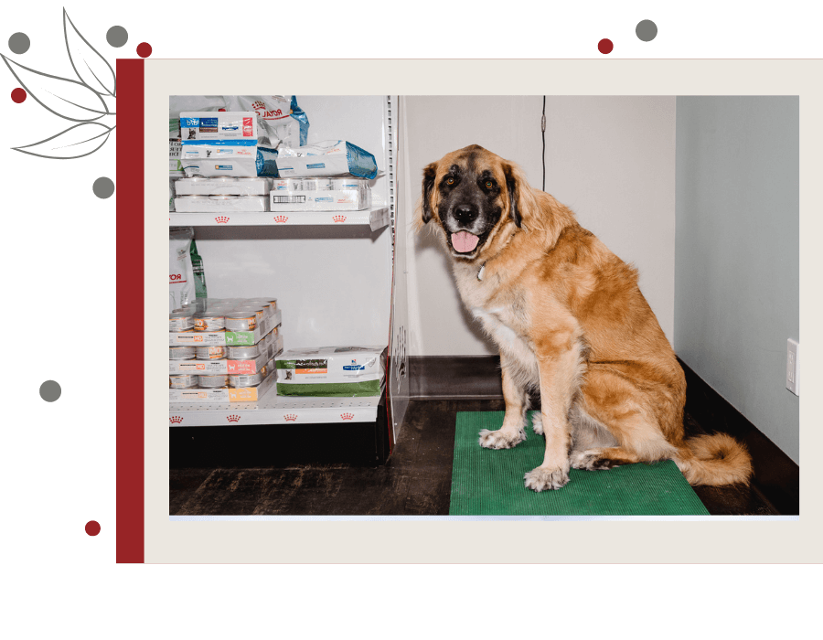 Pet Information In Cochrane, Alberta T4C2E7 Arrowhead Veterinary Centre