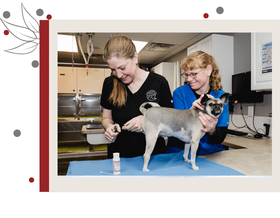 Cochrane, Alberta T4C2E7 Veterinary Appointment Arrowhead Veterinary