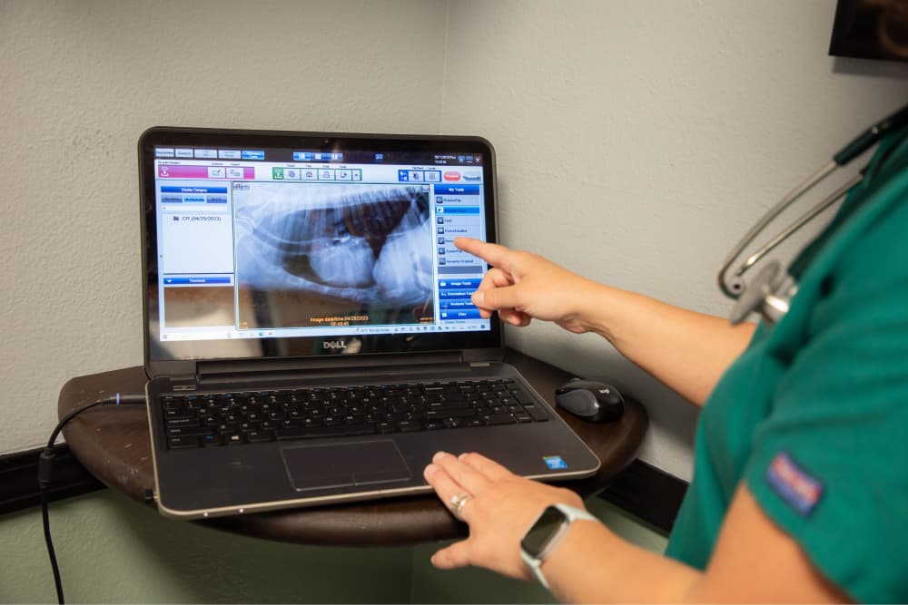 Pet Surgery in Dewey, OK Arrowhead Veterinary Clinic