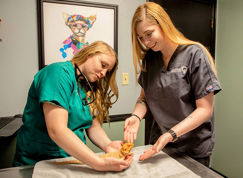 Exotics Near Bartlesville in Dewey, OK Arrowhead Veterinary Clinic