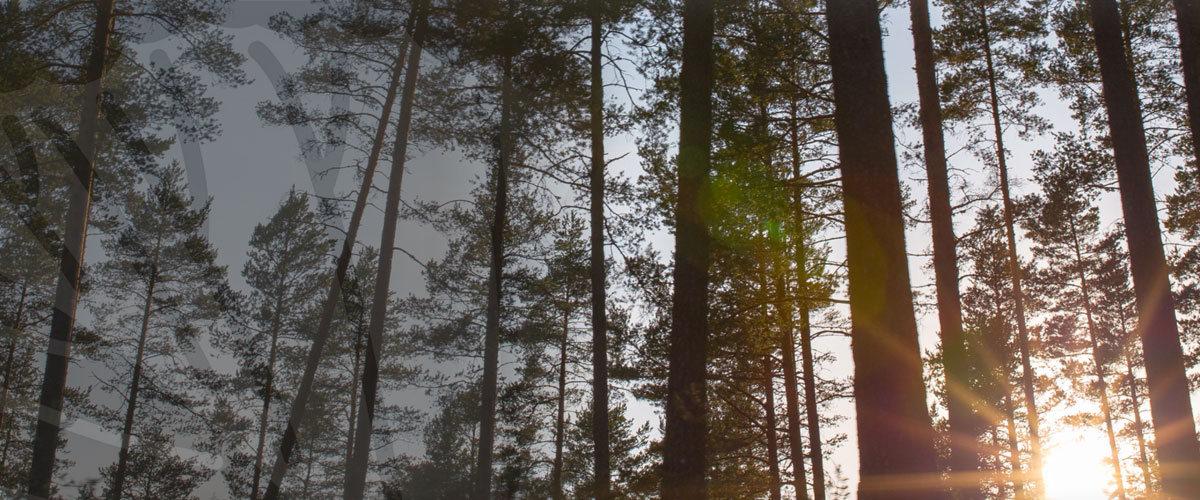 Environmental Consultants Savannah Arrowood Environmental Group