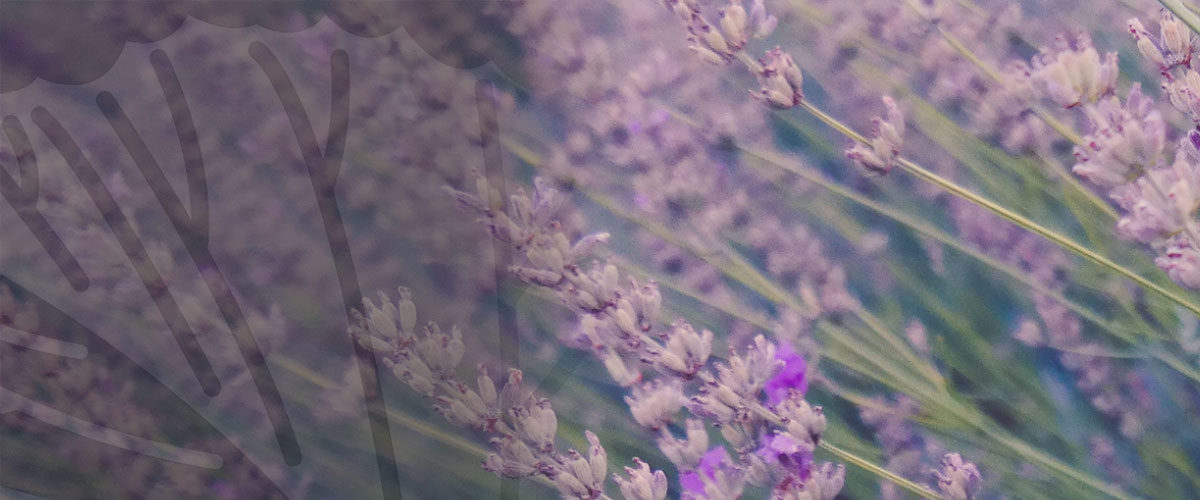 Environmental Consultants Savannah Arrowood Environmental Group