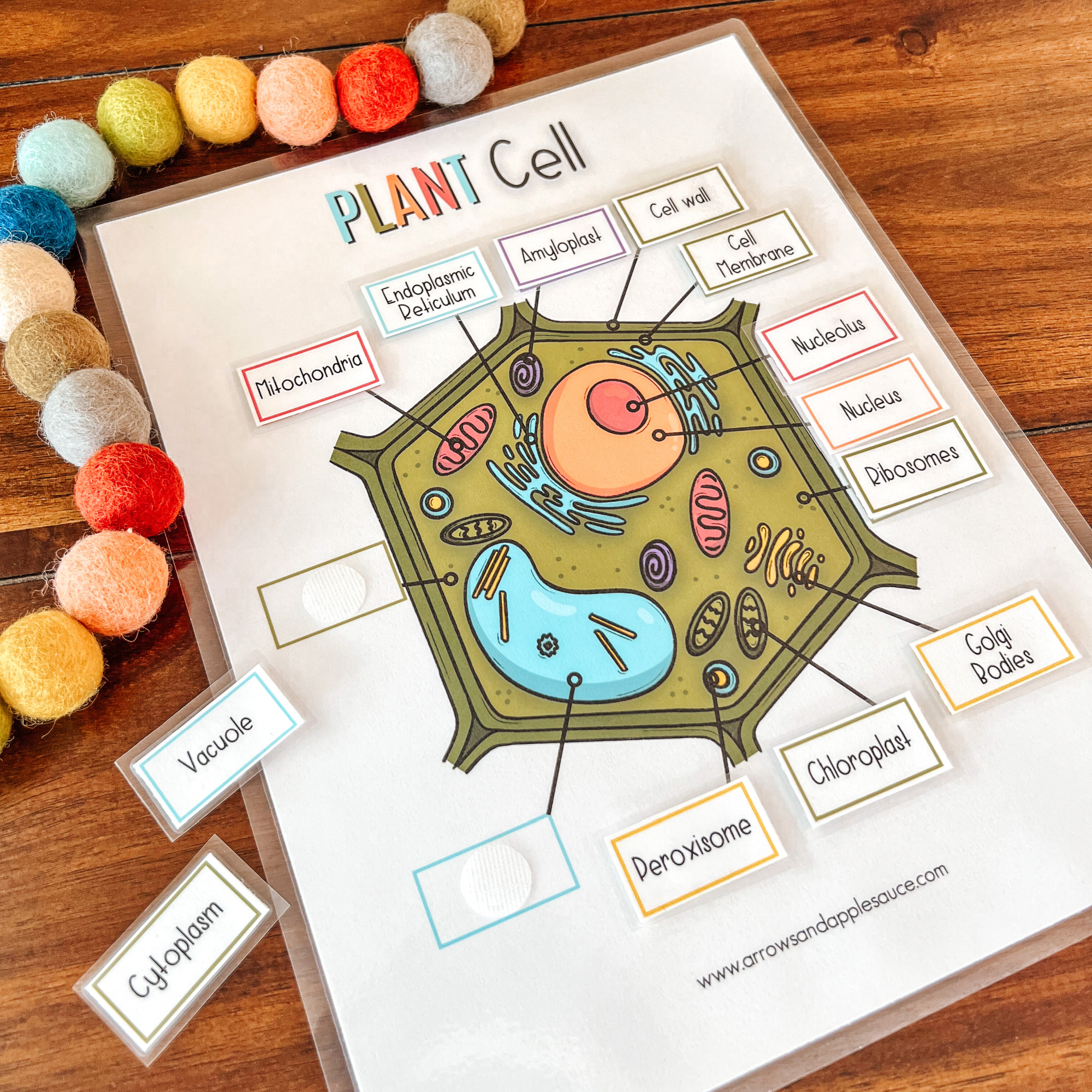 Plant + Animal Cell Anatomy Activities Arrows & Applesauce