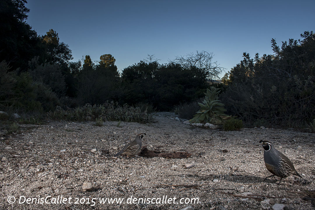 Habitat & Wildlife of Rosemont Preserve Arroyos & Foothills Conservancy
