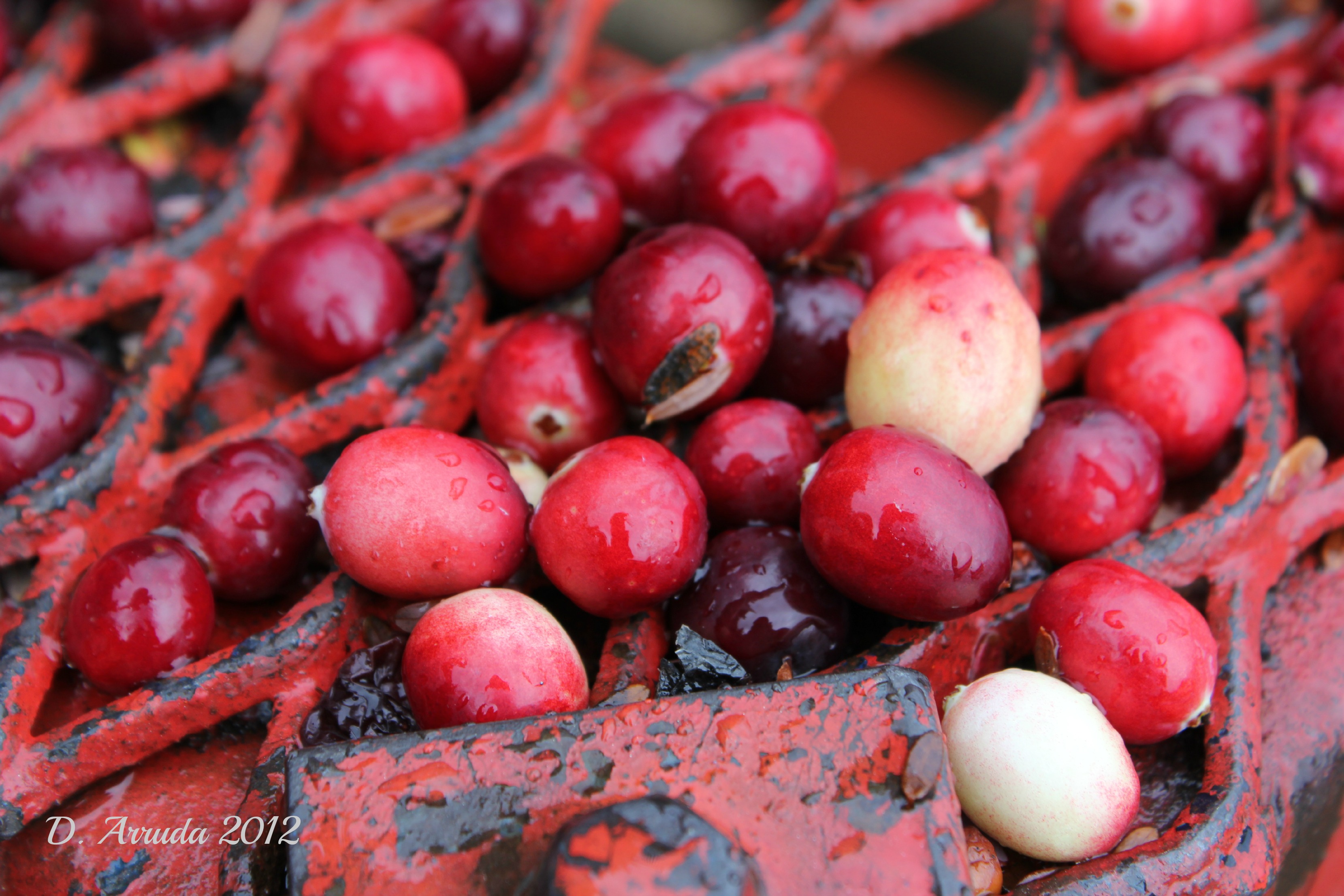 Cranberry Album Arruda Images