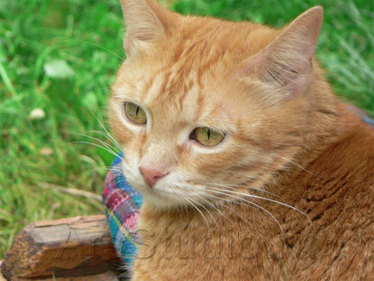 Цитаты и поговорки о кошках