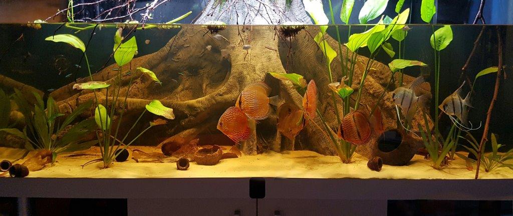 Orinoco root 160x60 in the Rio NanayBiotope aquarium ARSTONE Aquarium Backgrounds