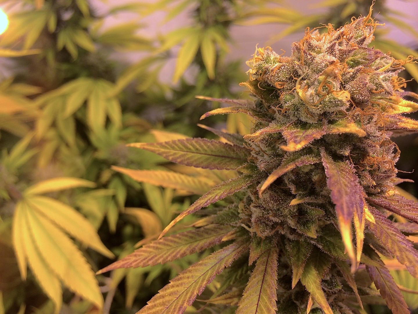 Outlaw сорт рекомендации Best Outlaw Rogue Legendaries