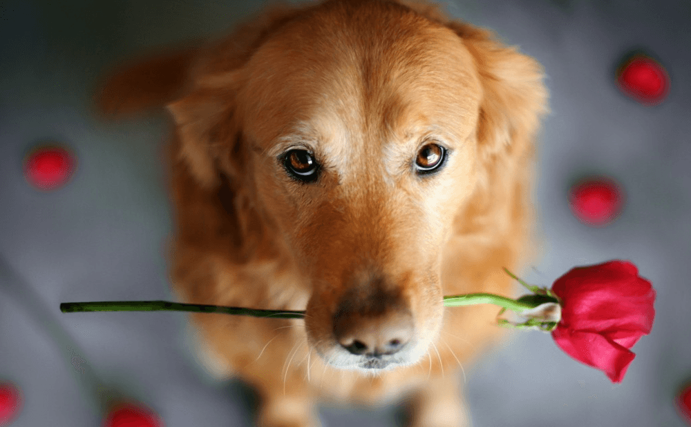 Meet Tindog, The Dog Version of Tinder Articles Informer