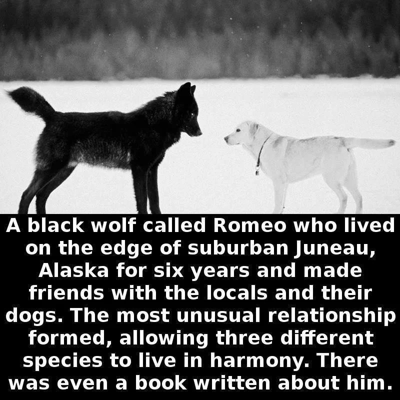 Juneau wolf Arturo AlvarezDemalde Pics and Places