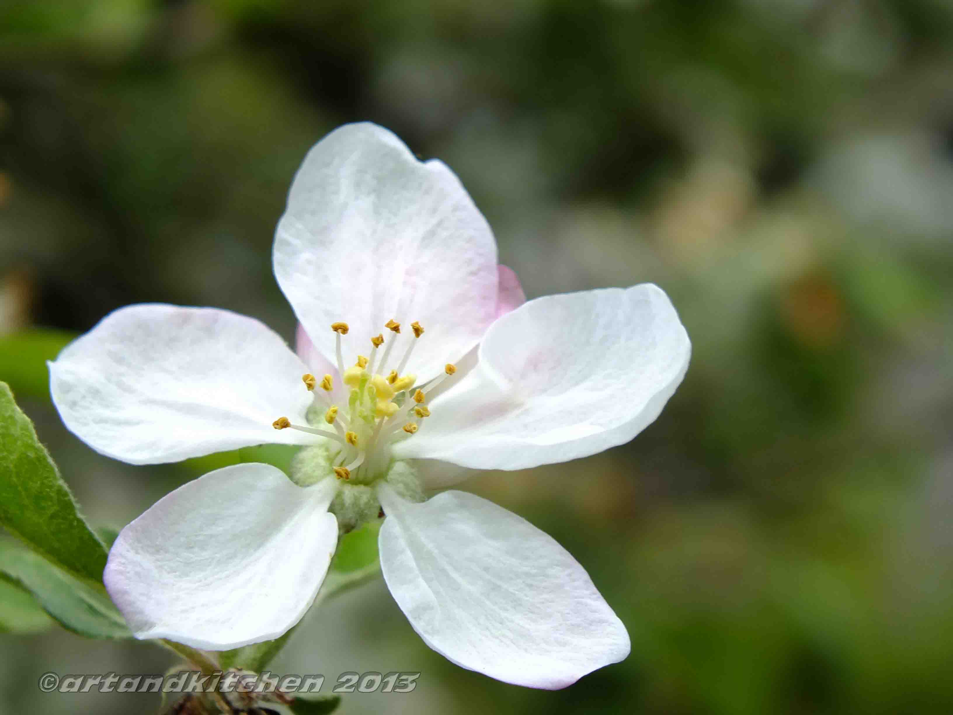 apple flower artandkitchen