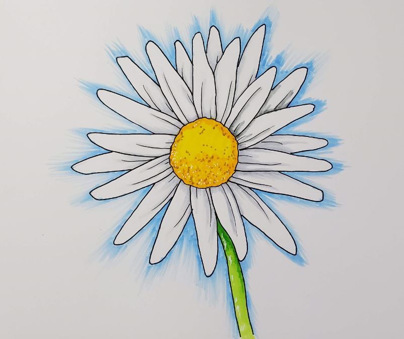 Daisy Flower Drawing Easy Step By Best Flower Site