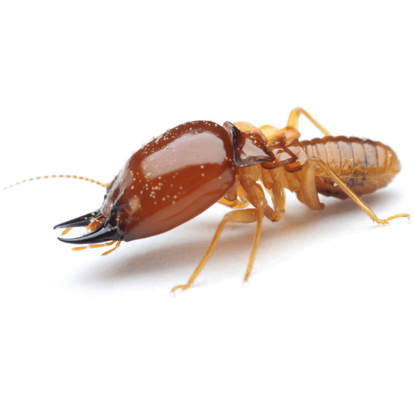 Victoria Pest Control Reviews Best Bird Control Victoria 2021