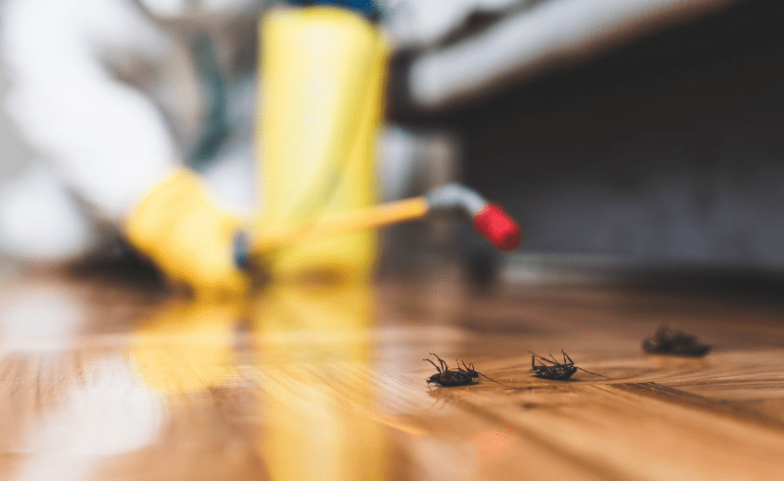 Time To Terminate From Island Pest Control In Victoria BC