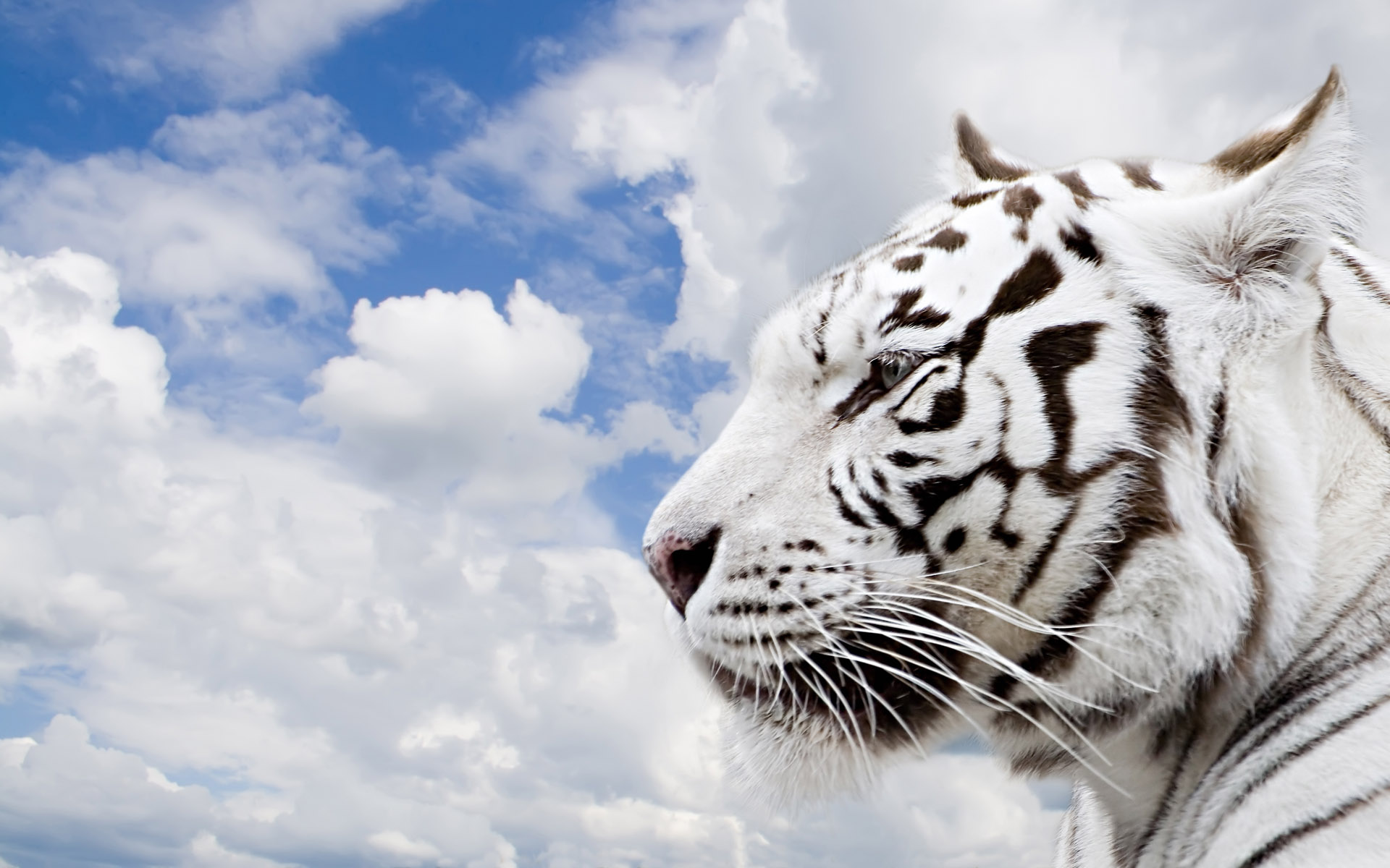 White Tiger Art ID 65056 Art Abyss