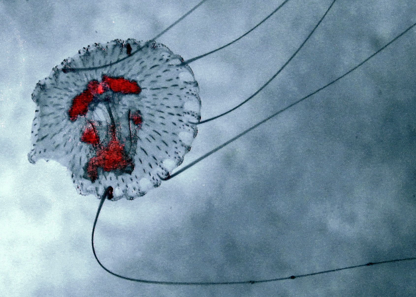 Jellyfish Art Review