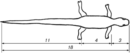 как нарисовать золотое сечение
