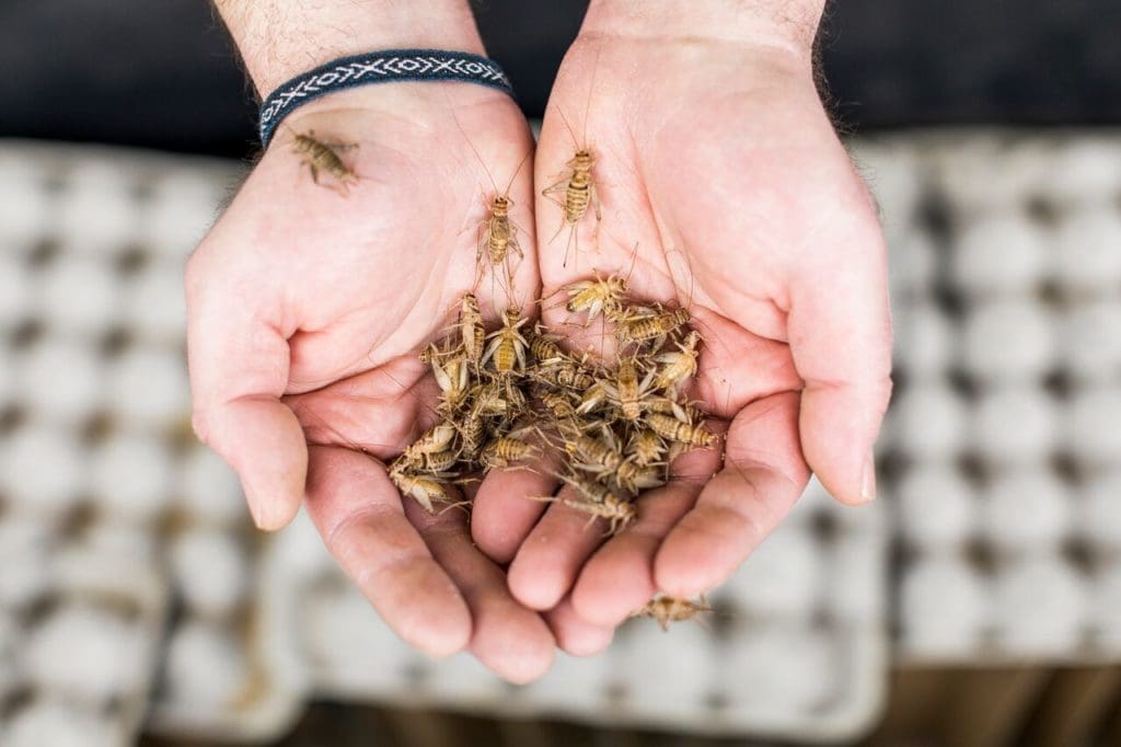 An Urban Farm is Breeding Crickets, the Food of the Future Artful Living Magazine