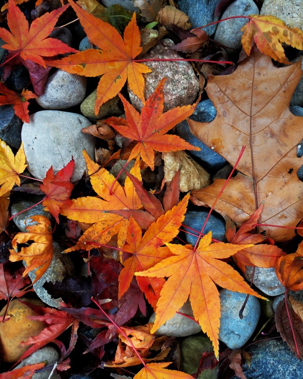 GALLERY RING Online Art Contests and Exhibitions