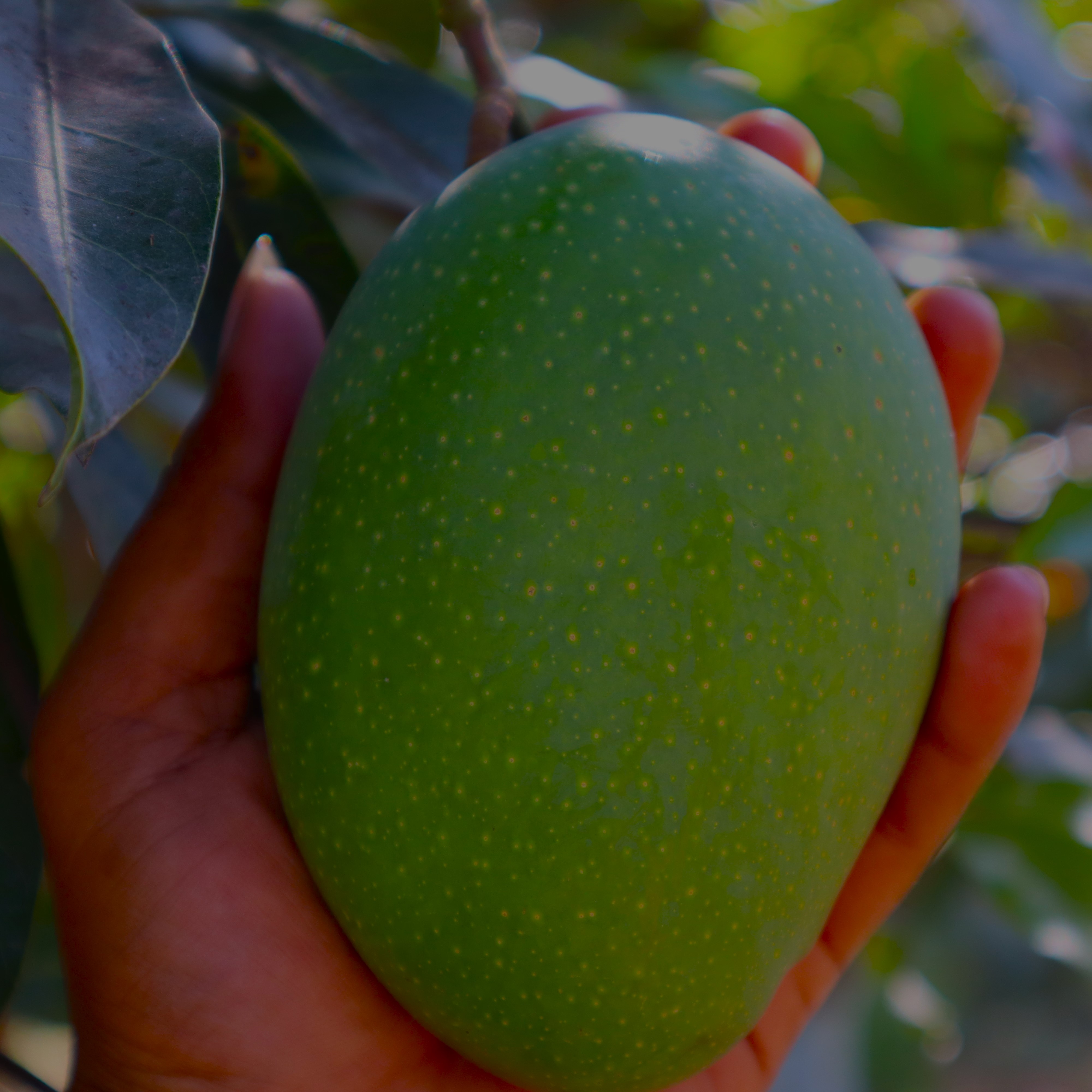 Artham Farms Buy Fresh Organic Mangoes in Hyderabad Best Quality at